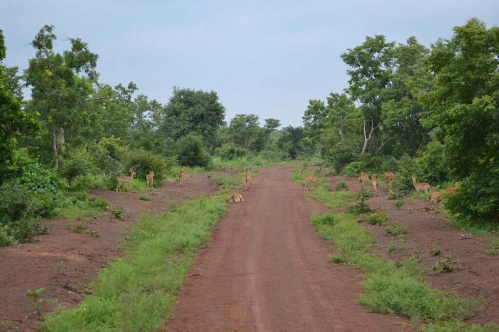 Il faut prendre la route pour voir des croisements.